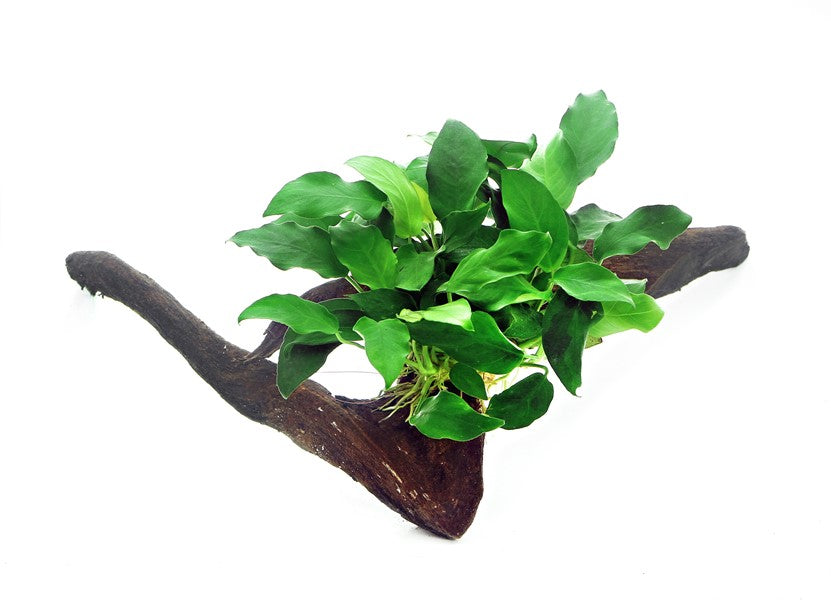 Anubias barteri var. nana | Kompakte Aufsitzerpflanze auf Wurzel