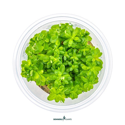 Rotala indica ‘Bonsai’ | Kompakte Stängelpflanze InVitro