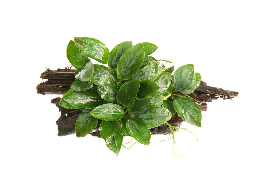 Anubias barteri var. nana | Kompakte Aufsitzerpflanze auf Wurzel