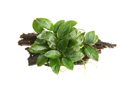 Anubias barteri var. nana | Kompakte Aufsitzerpflanze auf Wurzel