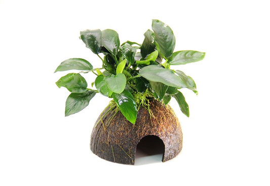 Anubias barteri var. nana | Auf Kokosnuss aufgebundene Aufsitzerpflanze