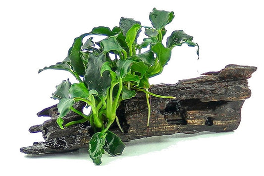 Anubias Kirin Mini | Auf Nanowood gebundene Aufsitzerpflanze