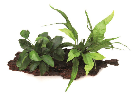 Anubias nana & Microsorum pteropus | Aufgebundene Pflanzenkombination auf Wurzel