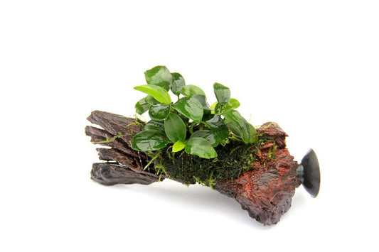 Anubias nana ‘Bonsai’ | Mini-Aufsitzerpflanze für Nano- & Detail-Aquascapes