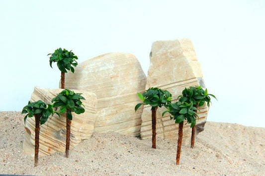 Anubias nana ‘Bonsai’ | Mini-Baum-Aufsitzerpflanze fürs Aquarium