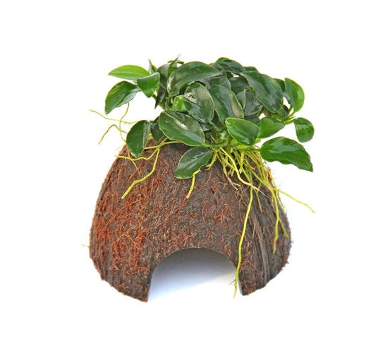 Anubias nana ‘Bonsai’ | Mini-Baum auf Kokosnuss fürs Aquarium