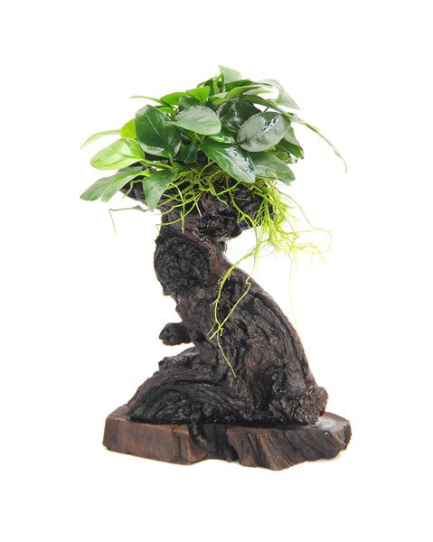 Anubias nana ‘Mbuna S’ | Kompakte, robuste Aquariumpflanze