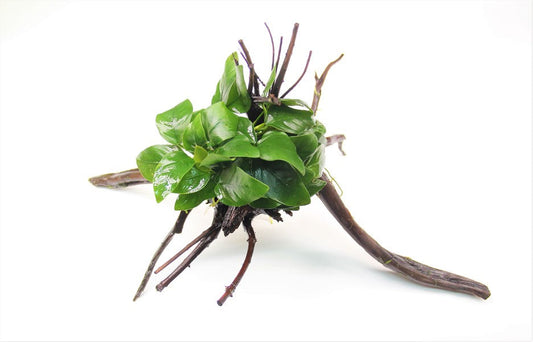 Anubias nana | Auf Spiderwood gebundene Aufsitzerpflanze