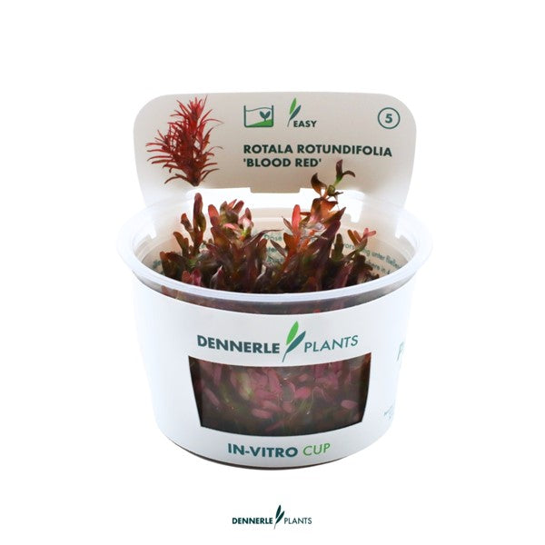 Rotala rotundifolia ‘Blood Red’ | Intensive Rotpflanze InVitro
