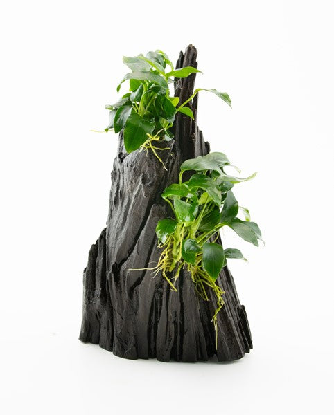 Anubias spp. ‘Hills’ | Aufsitzerpflanzen-Arrangement auf Hardscape