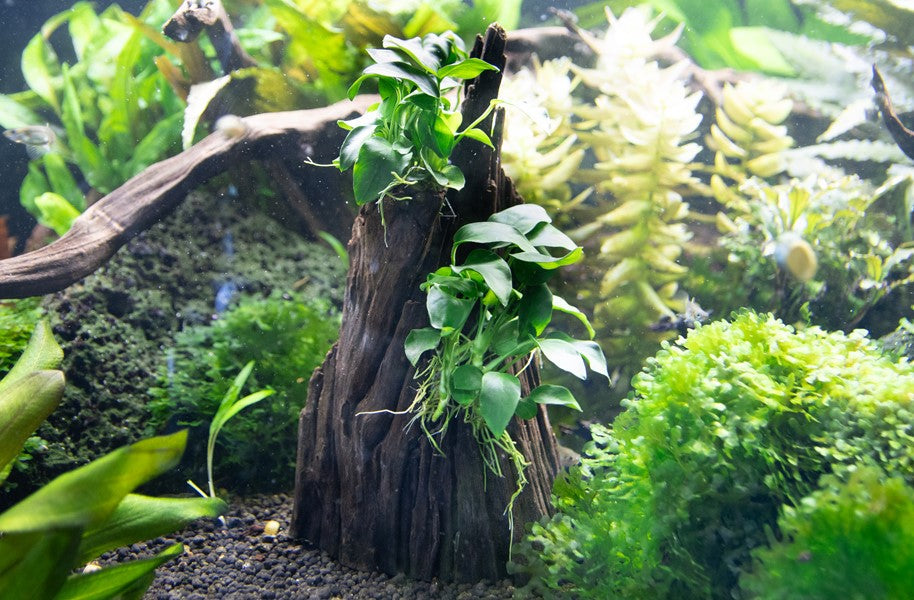 Anubias spp. ‘Hills’ | Aufsitzerpflanzen-Arrangement auf Hardscape