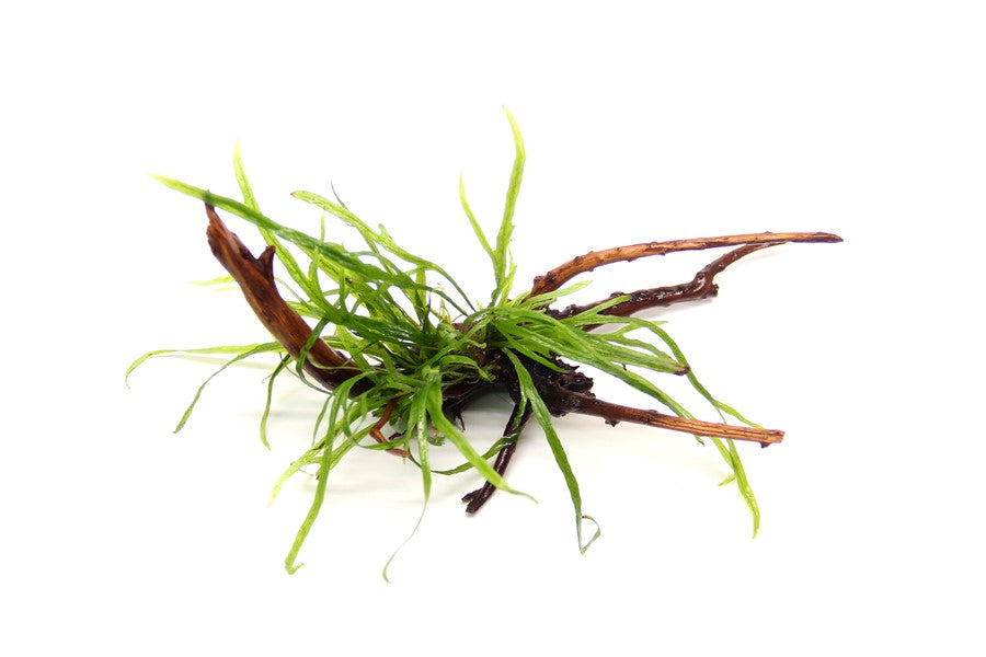 Microsorum pteropus ‘Trident’ | Filigraner Javafarn auf Wurzel