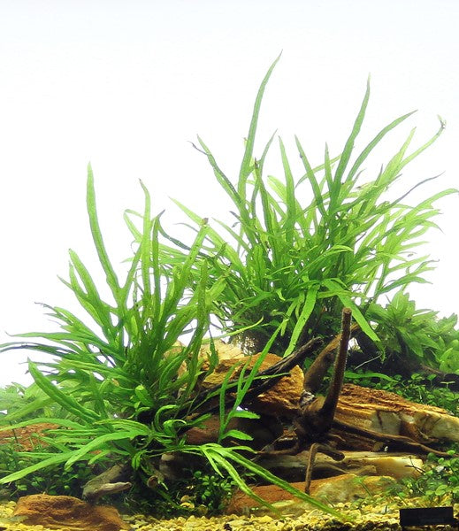 Microsorum pteropus ‘Trident’ | Filigraner Javafarn auf Wurzel