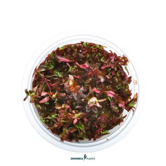 Rotala rotundifolia ‘Blood Red’ | Intensive Rotpflanze InVitro
