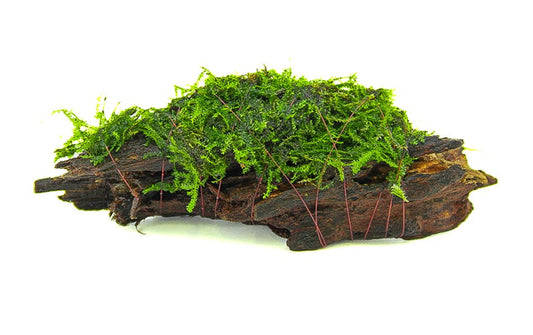Mooswurzel | Natürliches Hardscape mit echtem Aquarienmoos