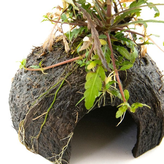 Nano Cave mit Hygrophila pinnatifida | Pflanzliche Höhle fürs Aquarium