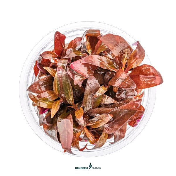 Alternanthera reineckii ‘Mini’ | Rote Vordergrundpflanze InVitro