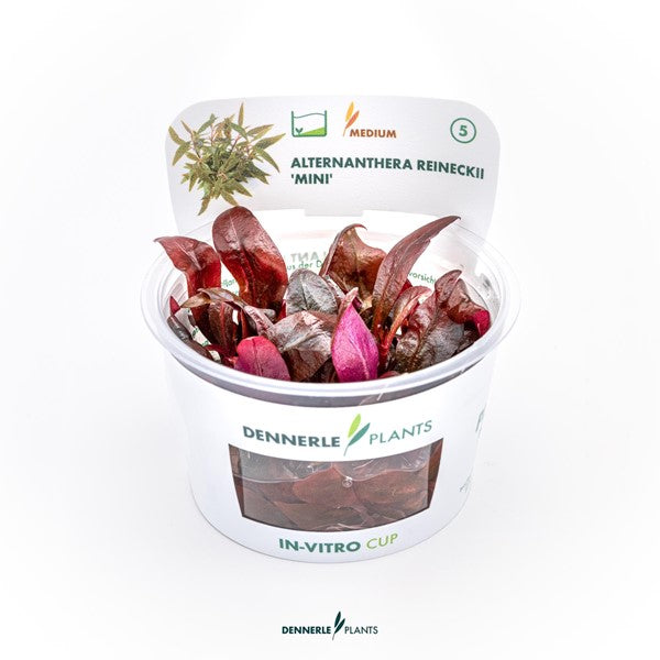 Alternanthera reineckii ‘Mini’ | Rote Vordergrundpflanze InVitro