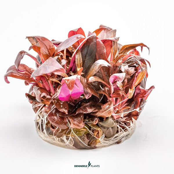 Alternanthera reineckii ‘Mini’ | Rote Vordergrundpflanze InVitro