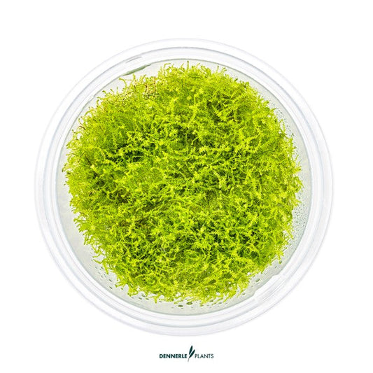 Amblystegium serpens | Feines Aquarienmoos InVitro