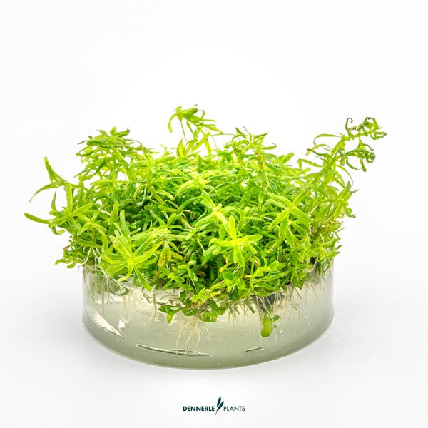 Rotala sp. ‘Wayanad’ | Schlanke Rotpflanze InVitro