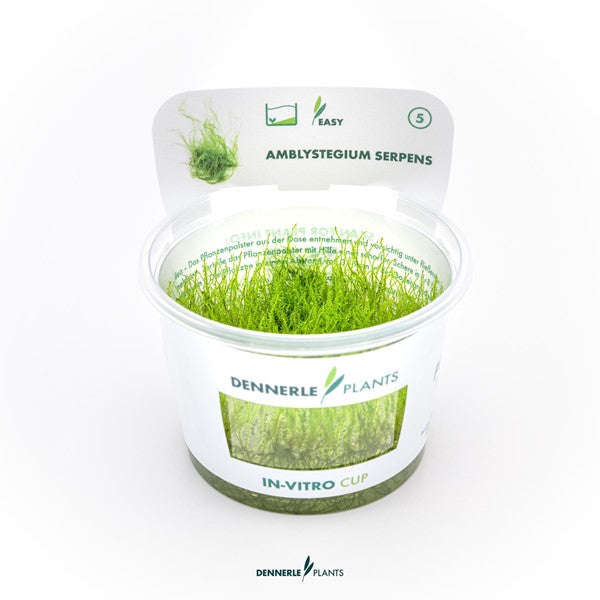 Amblystegium serpens | Feines Aquarienmoos InVitro