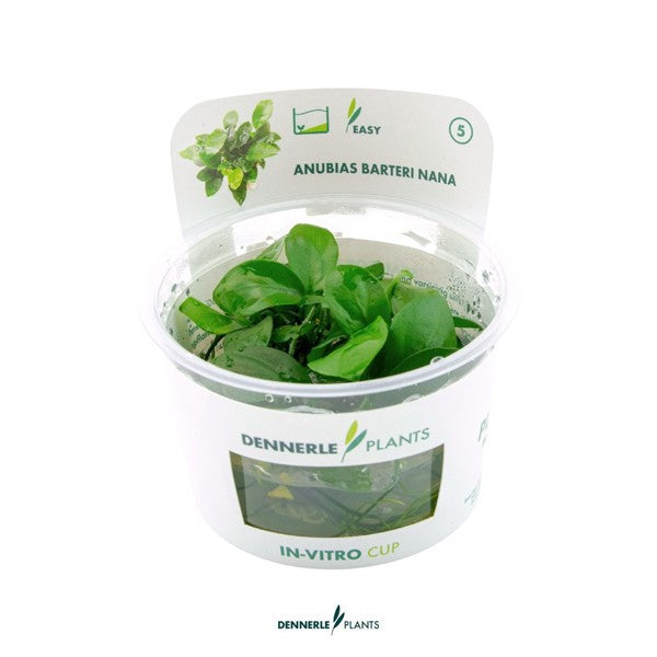 Anubias barteri var. nana | Robuste Aufsitzerpflanze InVitro