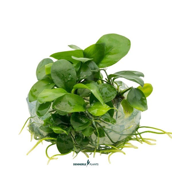Anubias barteri var. nana | Robuste Aufsitzerpflanze InVitro