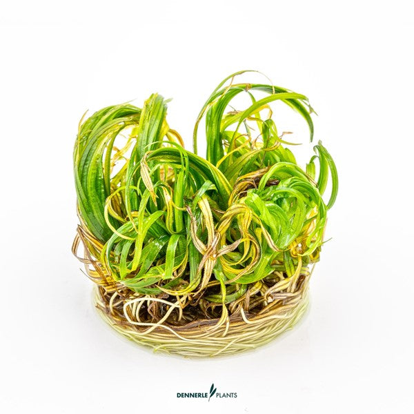 Blyxa japonica | Feingliedrige Rosettenpflanze InVitro
