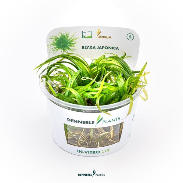 Blyxa japonica | Feingliedrige Rosettenpflanze InVitro