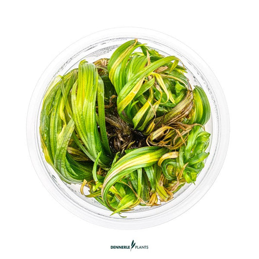 Blyxa japonica | Feingliedrige Rosettenpflanze InVitro