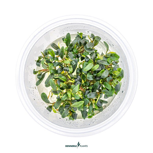 Bucephalandra micrantha ‘Needle Leaf’ | Filigrane Aufsitzerpflanze InVitro