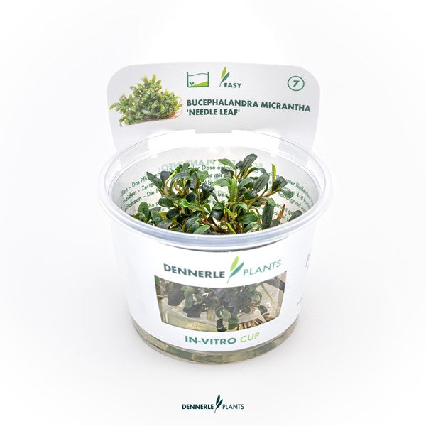 Bucephalandra micrantha ‘Needle Leaf’ | Filigrane Aufsitzerpflanze InVitro