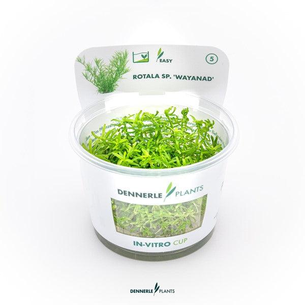 Rotala sp. ‘Wayanad’ | Schlanke Rotpflanze InVitro