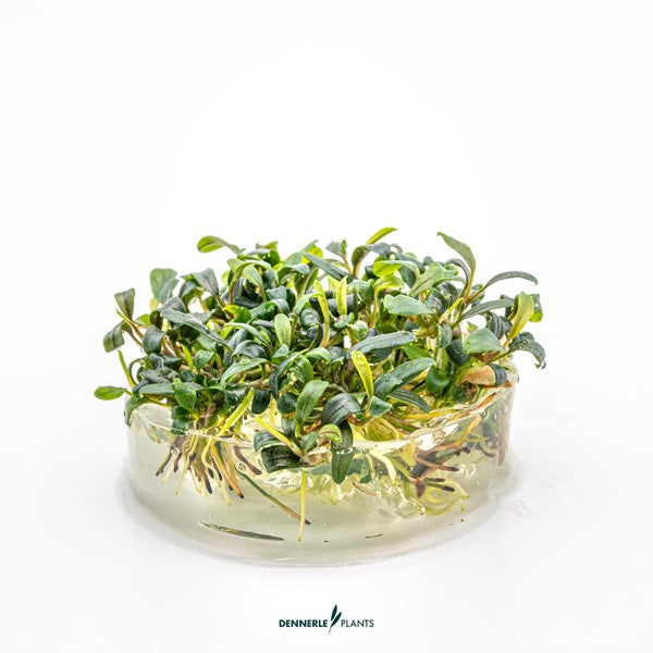 Bucephalandra micrantha ‘Needle Leaf’ | Filigrane Aufsitzerpflanze InVitro