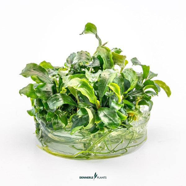 Bucephalandra pygmaea ‘Bukit Kelam’ | Kompakte Aufsitzerpflanze InVitro