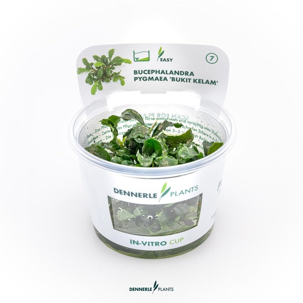 Bucephalandra pygmaea ‘Bukit Kelam’ | Kompakte Aufsitzerpflanze InVitro