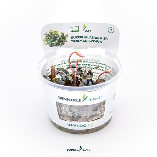 Bucephalandra spec. ‘Serimbu Brown’ | Dunkle Aufsitzerpflanze InVitro