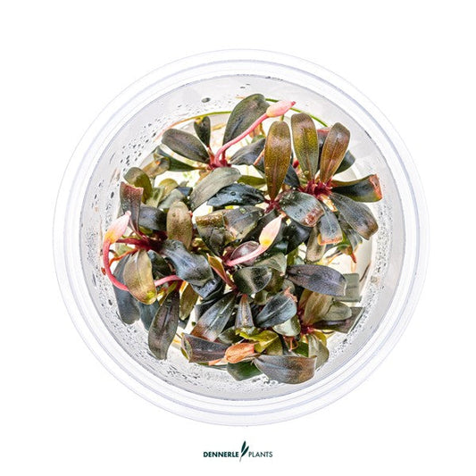 Bucephalandra spec. ‘Serimbu Brown’ | Dunkle Aufsitzerpflanze InVitro