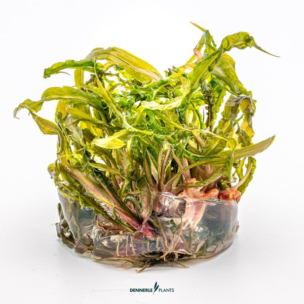 Cryptocoryne crispatula | Schmalblättrige Rosettenpflanze InVitro