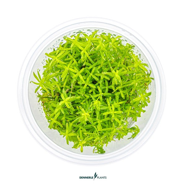 Rotala sp. ‘Wayanad’ | Schlanke Rotpflanze InVitro