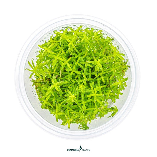 Rotala sp. ‘Wayanad’ | Schlanke Rotpflanze InVitro