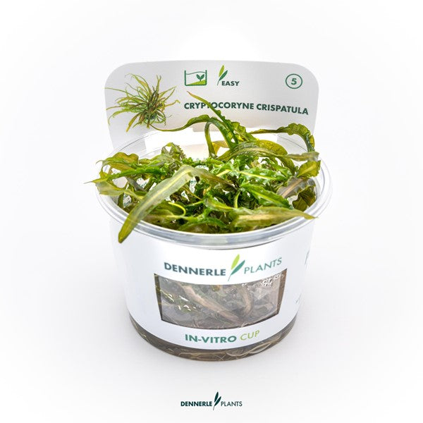 Cryptocoryne crispatula | Schmalblättrige Rosettenpflanze InVitro
