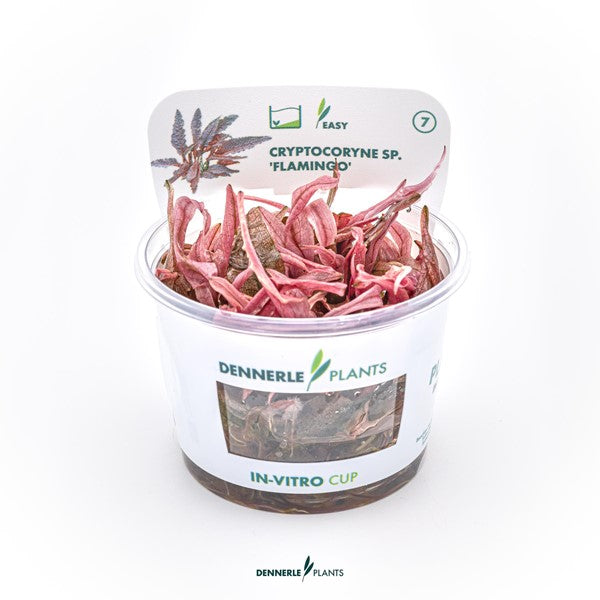 Cryptocoryne spec. ‘Flamingo’ | Rosa Akzentpflanze InVitro