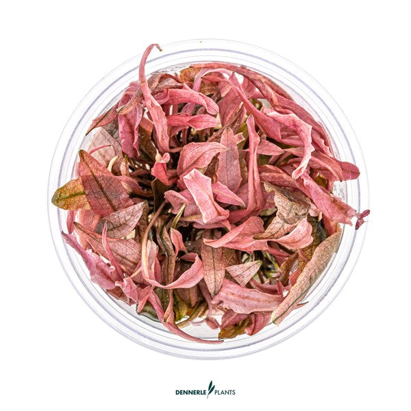 Cryptocoryne spec. ‘Flamingo’ | Rosa Akzentpflanze InVitro