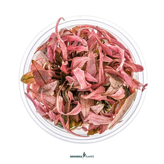 Cryptocoryne spec. ‘Flamingo’ | Rosa Akzentpflanze InVitro