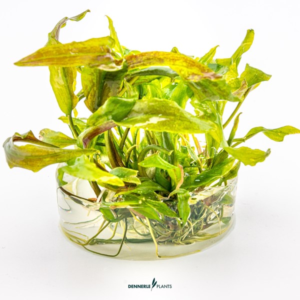 Cryptocoryne usteriana | Große Hintergrundpflanze InVitro