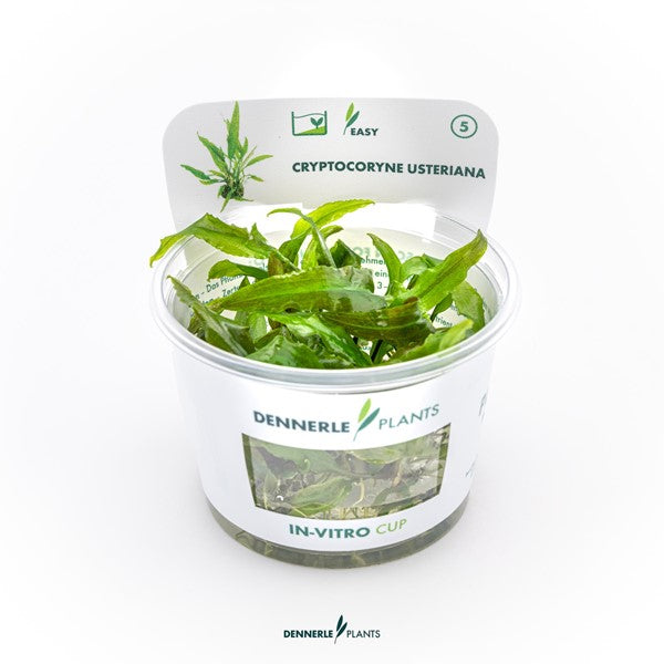 Cryptocoryne usteriana | Große Hintergrundpflanze InVitro