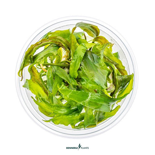 Cryptocoryne usteriana | Große Hintergrundpflanze InVitro