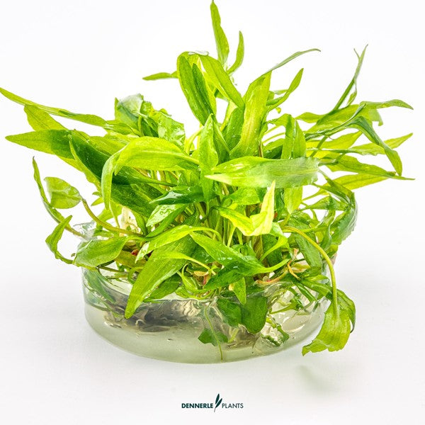 Cryptocoryne wendtii ‘Broad Leaf’ | Breitblättrige Rosettenpflanze InVitro